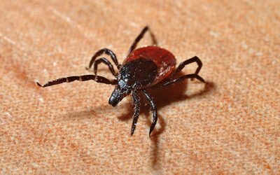 Dangerous Tick Species Found To Be Established In Fairfield